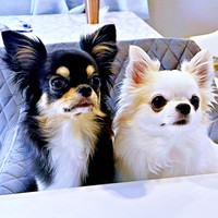 キリッとした表情を浮かべる「おこぼれ貰い隊」（左から）小梅ちゃん、小羽ちゃん（画像提供：梅羽毬さん）