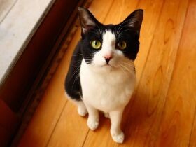 自動販売機の裏で保護　家族の宝物になったMIX猫の「環」