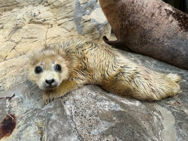 生まれたばかりのにらくん