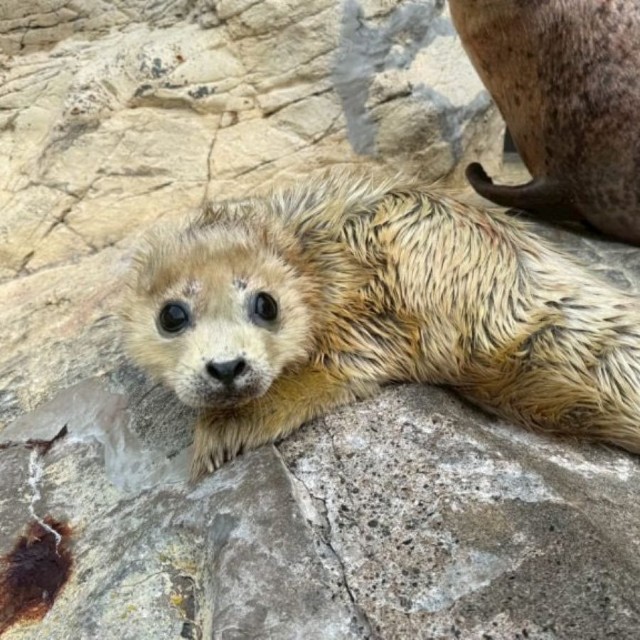 生まれたばかりのにらくん