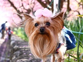 桜を見にきたよ　驚くほどシッポがよく動くヨーキー「みやび」