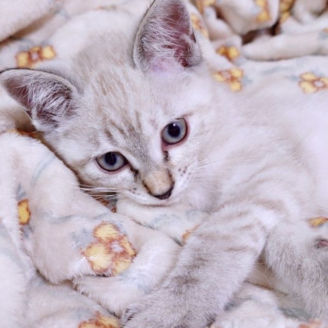 生後2カ月のときのルナちゃん（画像提供：ひよぷー UNIRICOさん）