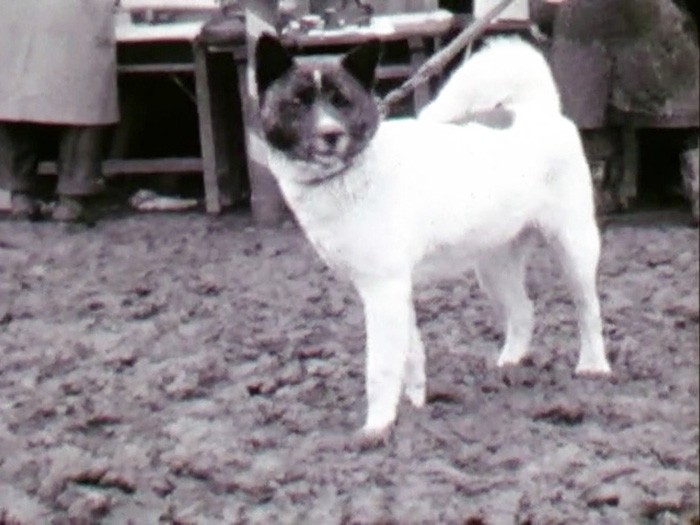 １９５８年の展覧会に登場した秋田犬。顔だけに色が入っており、尾も巻いていない＝ヤマザキ動物看護大提供の動画から