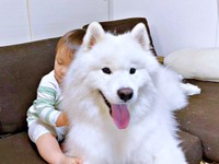 弟にぎゅっと抱きつかれ、にこにこ笑顔のこはくちゃん（画像提供：サモエド こはくさん）