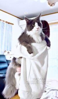 甘えん坊の一面もあるマダラくん（画像提供：なおさん）