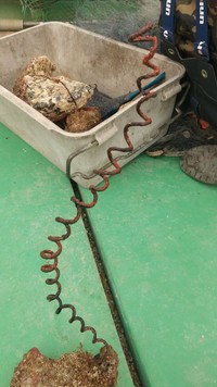 これが生き物！？ネジレカラマツというサンゴの一種