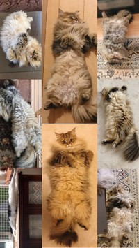 八福猫の“へそ天”コレクションです