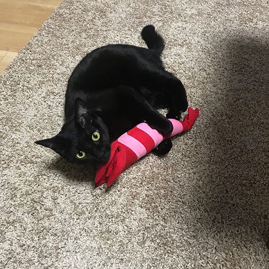 蹴りぐるみをけりけり（さかざきさん提供）