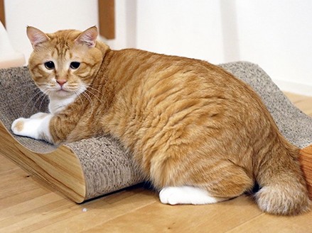 拾われた子猫が“お太りさま猫”に　「ぐっぴー」待望の写真集