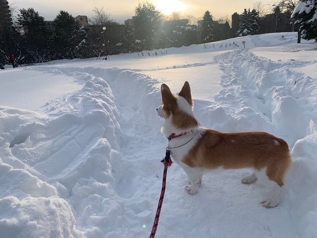 「ファイルボックスはダメだけど、雪はかき分けていいのだワン」（提供：旅客さん）