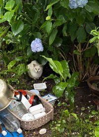 土砂降りの中に座り込む猫の姿も（れんげさん提供）