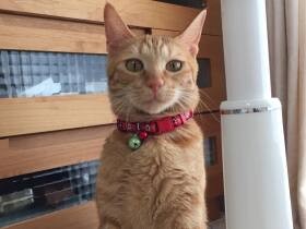 けがをした野良の子猫　世話するうちに可愛くなり、家族に迎える