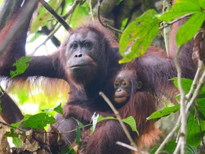 霊長類では異例　専門家が教える、「孤独」極めるオランウータンの生き様
