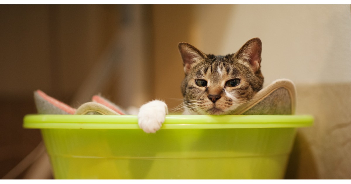 猫たちがしたいように 自由に穏やかに 多くの猫を看取りたどり着いた境地 犬 猫との幸せな暮らしのためのペット情報サイト Sippo