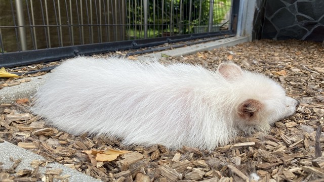 夏毛なアキラさんの背中　写真提供：周南市徳山動物園