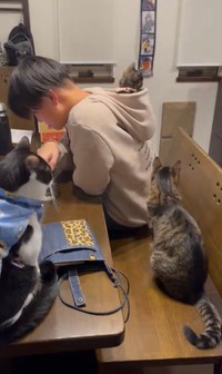 にぃにのフードにすっぽりするサビちゃんと見届ける猫ちゃんず（提供：猫バカ日記さん）