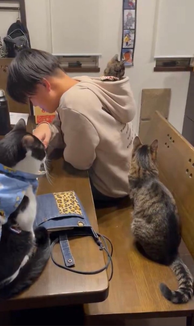 にぃにのフードにすっぽりするサビちゃんと見届ける猫ちゃんず（提供：猫バカ日記さん）