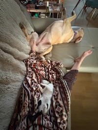 モゼ姉さんを見習ってスヤスヤ（画像提供：moze_labradorさん）