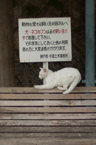 下僕への抗議ニャ「のらのいる風景」（撮影　佐々木まこと）