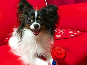 虎のようにかっこよく！　ソフトモヒカンのパピヨン「虎太」