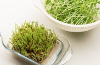 根元ギリギリで切らないで！※画像はイメージです（Hiroyuki/stock.adobe.com）
