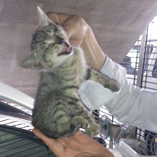 保護された当時のかもめちゃん