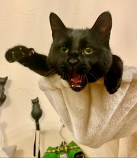 毎日暑くてこんな顔（おすんしぃさん提供）