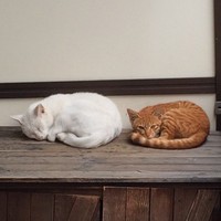 保護したとき、くるくんは推定生後6か月になっていた