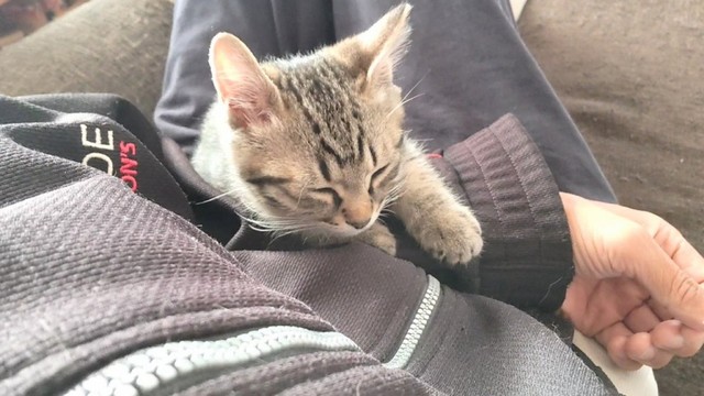 子猫時代、飼い主さんの体の上で眠るそらくん（画像提供：車で来た猫そらさん）