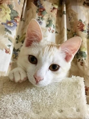 家にきたころの「はるた」