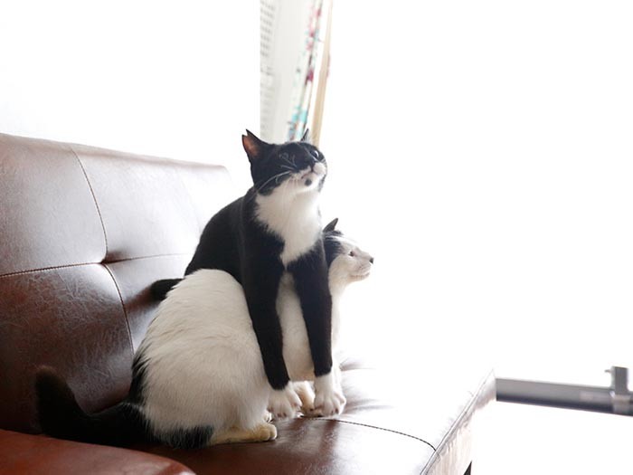 陽にドーン！一番かき乱す。