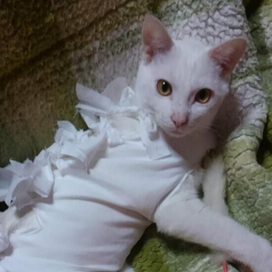 家にきたころの「優」