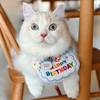 12月4日、1歳の誕生日を迎えただいふくくん（画像提供：ゆきみとだいふくさん）