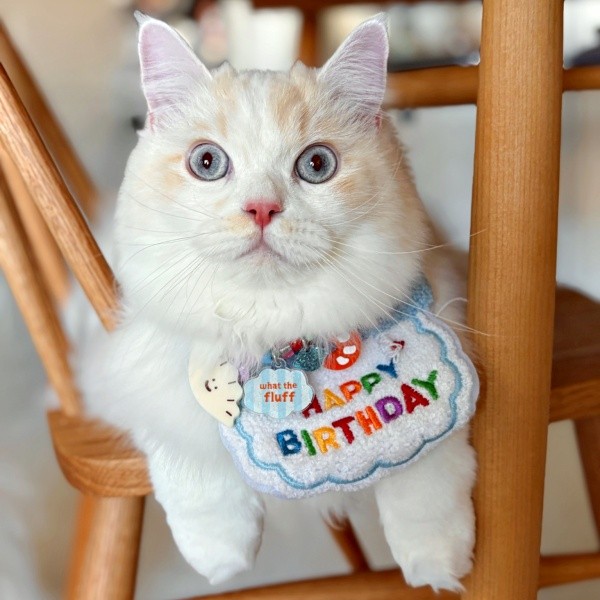 12月4日、1歳の誕生日を迎えただいふくくん（画像提供：ゆきみとだいふくさん）