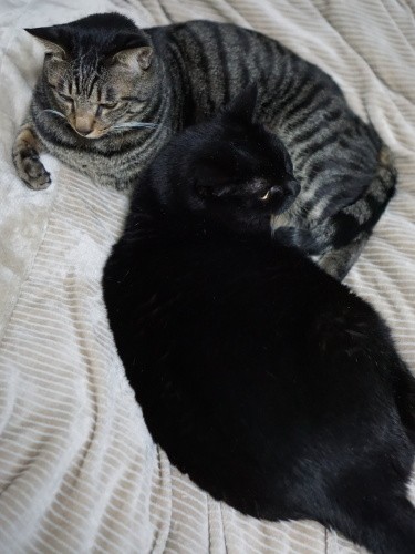 「だいたい寝る時は一緒。今年も仲良くしようね」