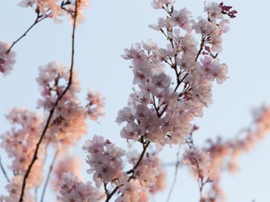 脱「サラサラ黒髪ストレートセミロング」で自己表現したら