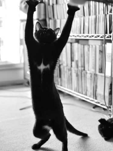 くぅちゃんの胸と同じ位置に白い模様があるカイザ君に、「運命を感じた」という。くぅっちゃんの四十九日を過ぎての良き出会いだった（典佳さん提供）