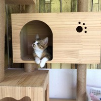 高いところにも登れるにゃ