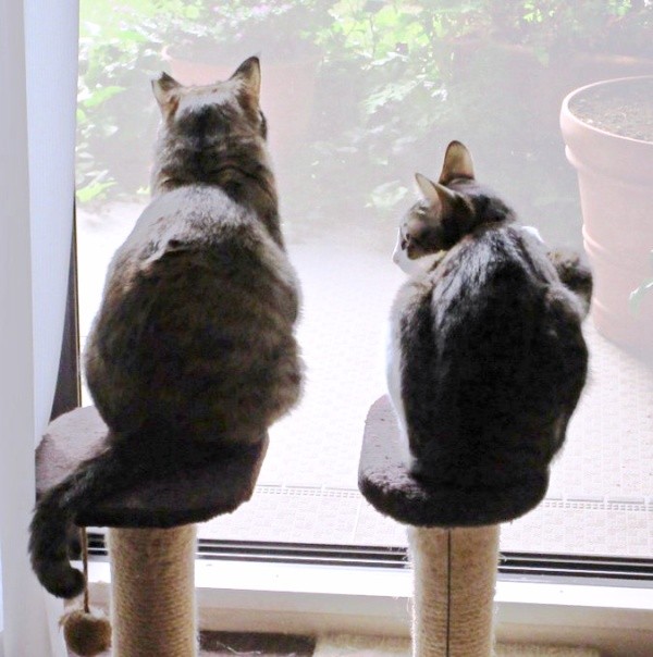 窓辺でそろってニャルソックする（左から）えっちゃん、くうくん（画像提供：Ｙさん）