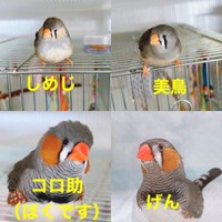 一緒に暮らすキンカチョウの「しめじ」ちゃん、「美鳥」ちゃん、「コロ助」ちゃん、「げん」ちゃん（画像提供：ハクサイーヌ（固定）@レタスの飼い主さん）
