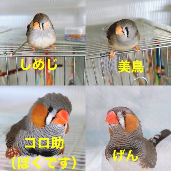 一緒に暮らすキンカチョウの「しめじ」ちゃん、「美鳥」ちゃん、「コロ助」ちゃん、「げん」ちゃん（画像提供：ハクサイーヌ（固定）@レタスの飼い主さん）