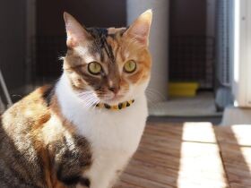 宇宙人のように立っている子猫時代の写真　いまだに笑わせてくれる　三毛猫「あまね」