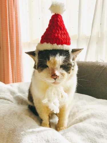 「あの時出会えたのは、お空のお父さんからのプレゼントかも」（ときえさん提供）