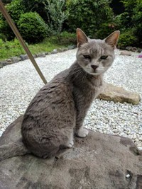 呼んだかニャ？