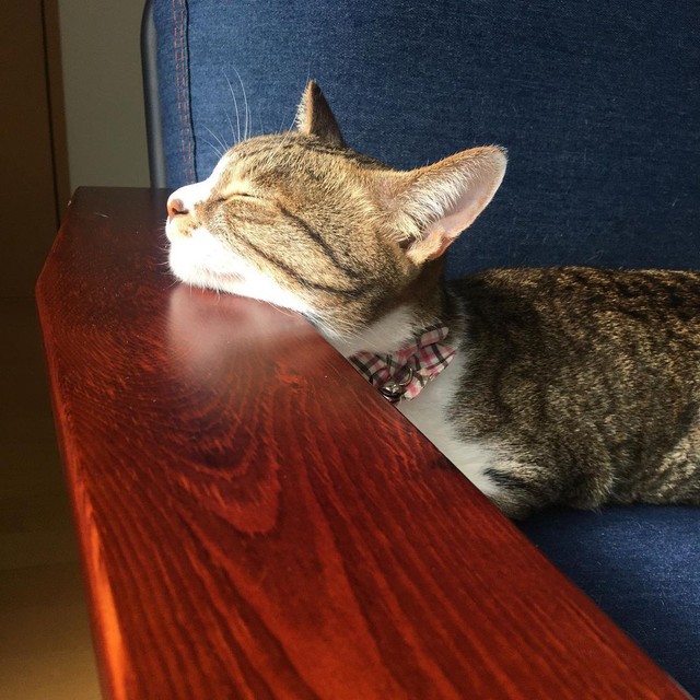 気持ち良さそうに日向ぼっこするきういちゃん