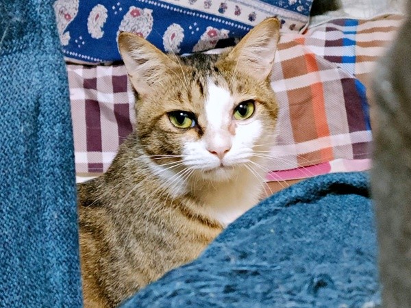 ぱっちりとした瞳がキュートなシエルくん（画像提供：BigBobさん）