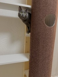 トンネルから顔を出す姿にはクスっとさせられもする