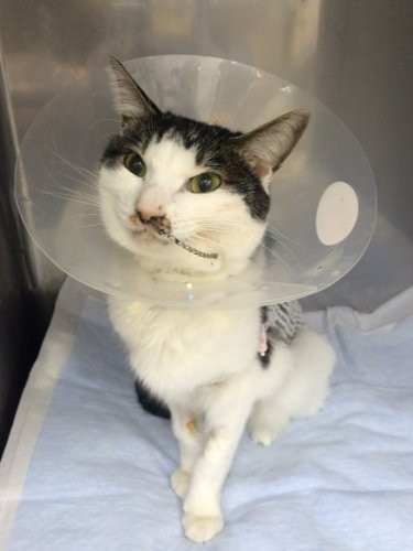 入院していた時のサボ（チューブで栄養補給）