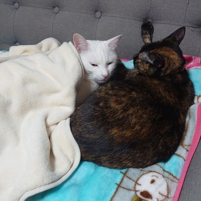 ぽてとちゃんのそばにいたいハクくん＝tuna.poteto.haku.nekoさん提供