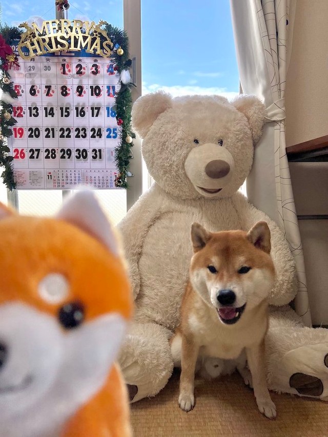 おしゃべりが得意なこむぎくん。人間の赤ちゃんがおしゃべりしてるみたいで可愛いんです（提供：シヴァ犬こむぎっすさん）